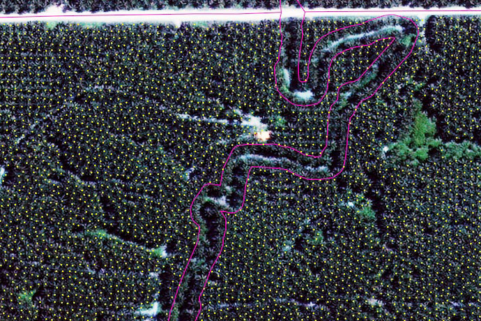 Optimize Palm Oil Plantation Management & Sustainable Growth with High-Resolution Satellite Imagery